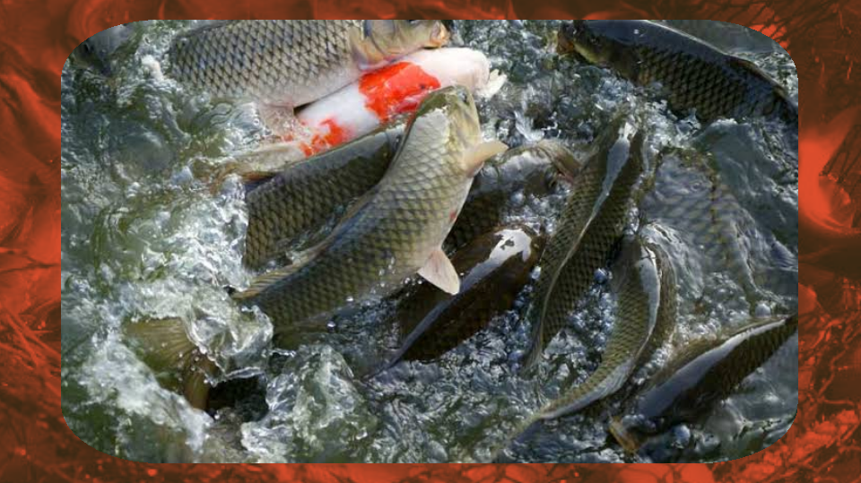 Indian Aquaculture - Factors affecting fish growth