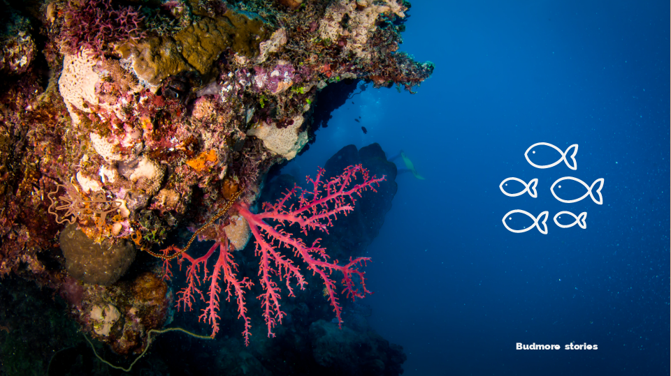 Coral Reef Bleaching
