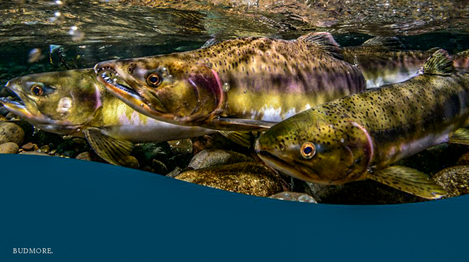 Genetic Engineering In Salmons